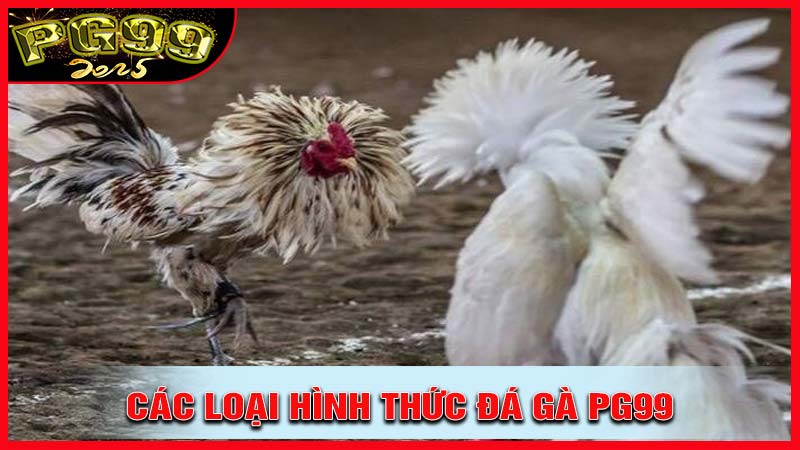 Các loại hình thức đá gà PG99 phổ biến nhất