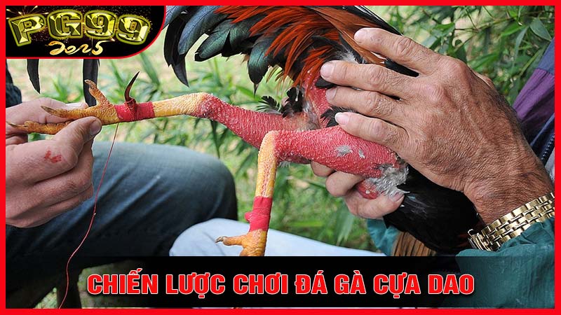 Chiến lược thắng trong đá gà cựa dao