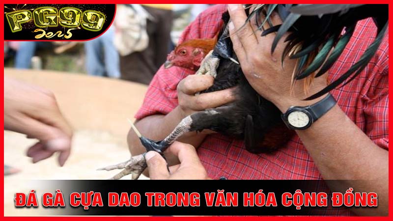 Đá gà cựa dao trong văn hóa cộng đồng