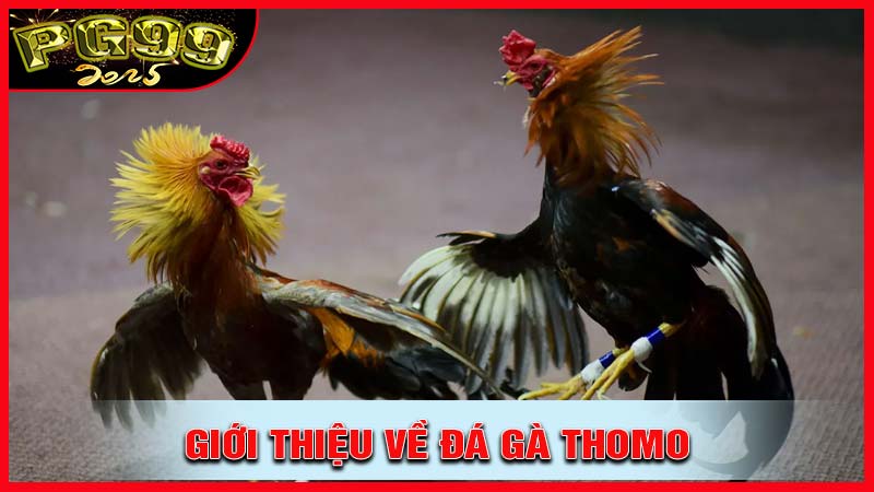 Giới thiệu về loại hình đá gà thomo