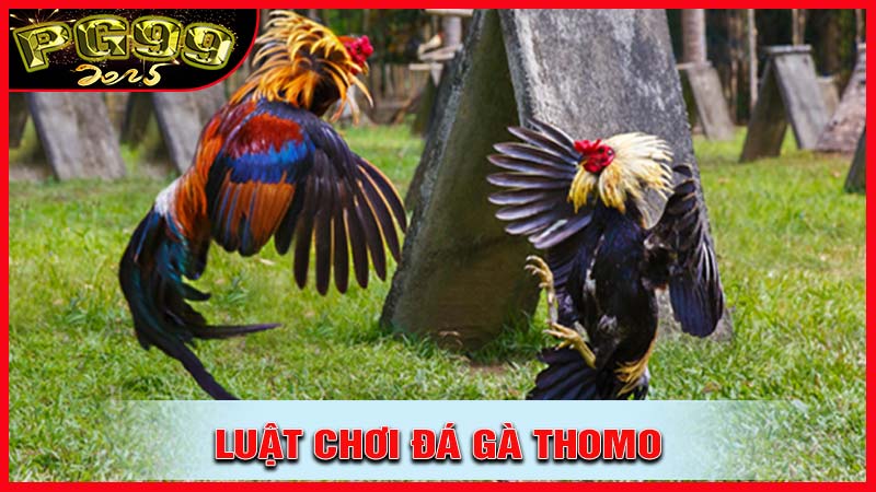 Luật chơi và quy tắc trong đá gà thomo