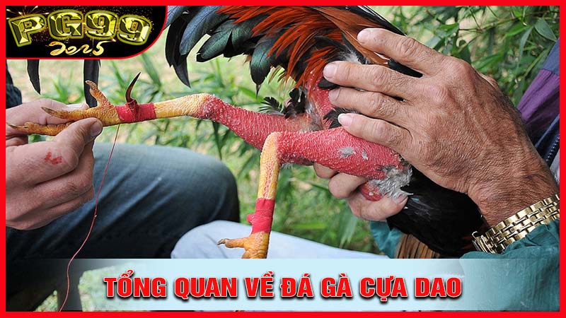 Tổng quan về Đá gà cựa dao