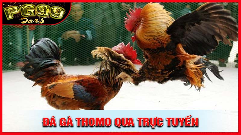 Trải Nghiệm Đá Gà Thomo Qua Trực Tuyến