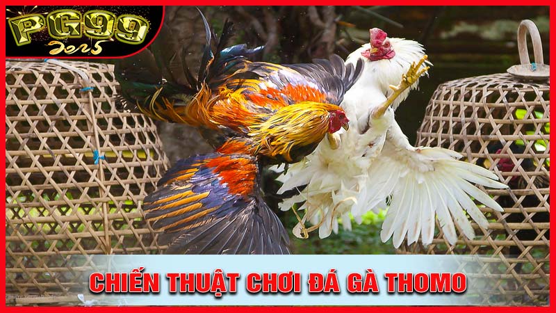 Chiến thuật đặt cược đá gà thomo hiêu quả