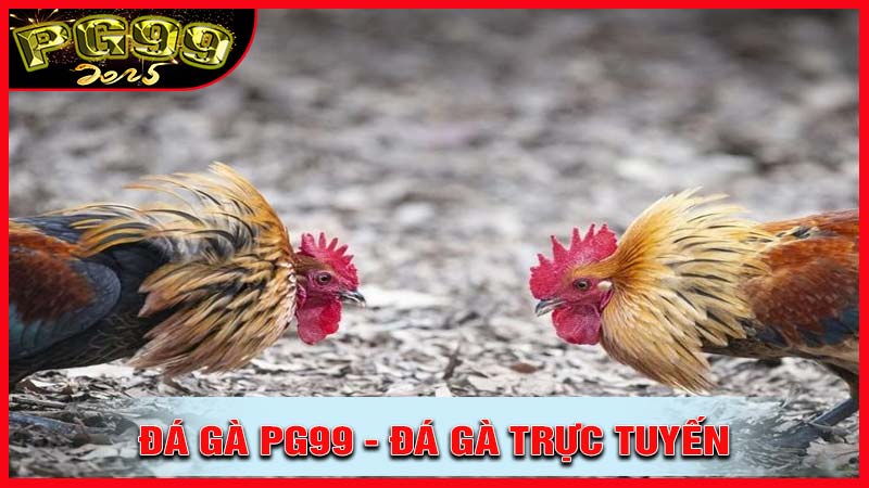 Đá gà PG99 - đá gà trực tuyến