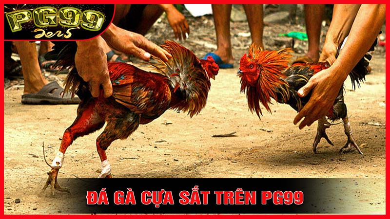 Cách tham gia và theo dõi đá gà cựa sắt trên PG99