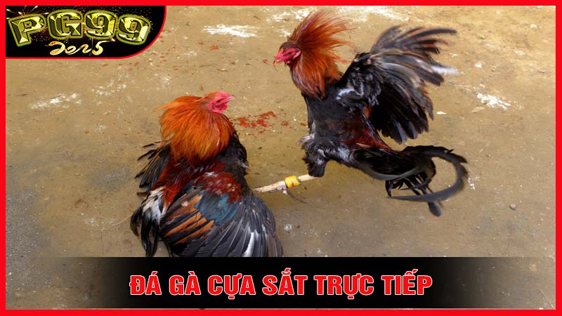 Lý do đá gà cựa sắt trực tiếp thu hút lắm người chơi